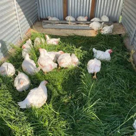 Chickens In Grass